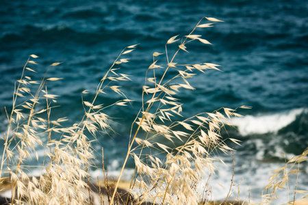 grasses near the seaの写真素材