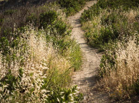 trail along the coast of Liguriaの写真素材