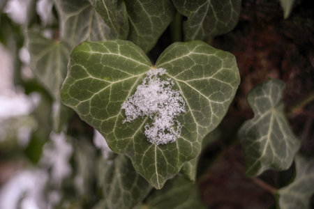 Ivy covered with hoarfrost on a green leaf in winter - Valentine's Day