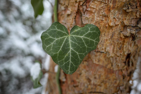 Heart shaped leaf on a tree trunk in winter, close-up - Valentine's Dayの写真素材