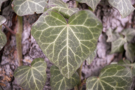 Green ivy leaves on a tree trunk, closeup of photo - Valentine's Day