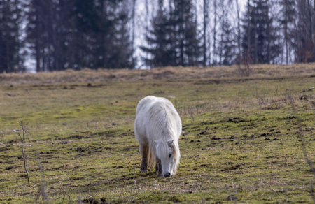 Pony grazing in a pasture on a mountain pass. day. Winter. Trees in the distance.の写真素材