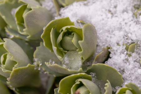 Succulent plant with green leaves and white snow in the backgroundの写真素材
