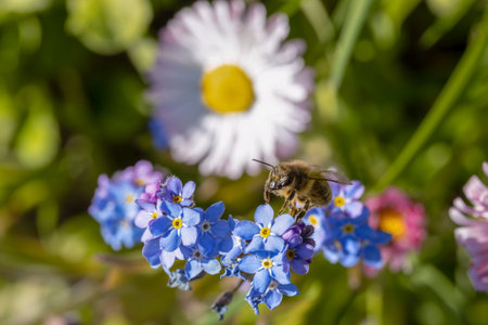 Bee while collecting pollen and flowers. Forget-me-nots and daisy. day. Without people. daylight.