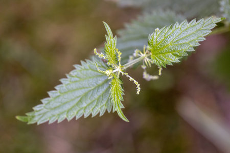 Close up of stinging nettle (Urtica dioica)