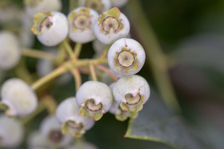 Close up of white berries on a hawthorn shrub.