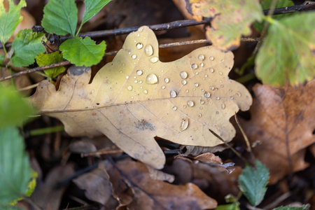 Dew drops on a dry oak leaf in the autumn forest.の写真素材
