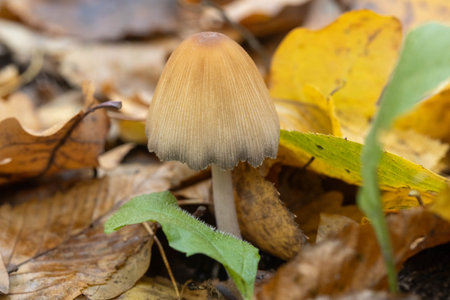 Mushroom in the autumn forest, close-up, macro