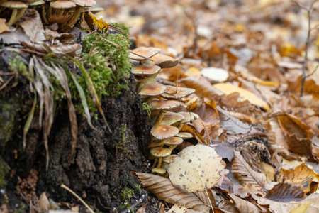 mushrooms on the stump in the autumn forest, close upの写真素材