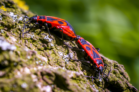 two macro insect Fire bug mating in springの写真素材