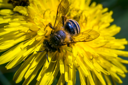 Macro insect wild bee collects fodder on a dandelion in the summer