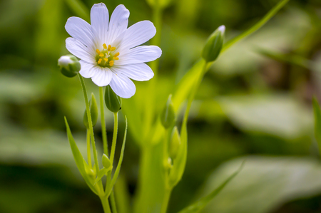 little white blossom flower from softplant in springの写真素材