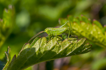 Macro insect green young cricket on leaf in summerの写真素材