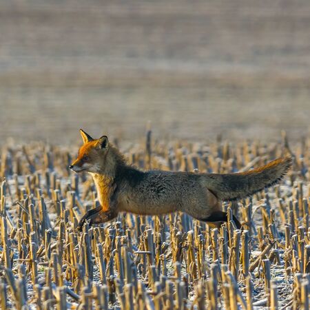 young red fox is hiding on the fieldの写真素材