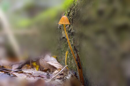 Fresh tasty mushrooms from the green forest