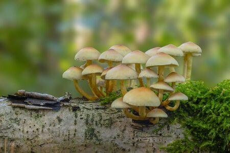 Fresh tasty mushrooms from the green forestの写真素材