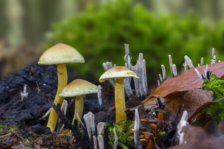 Fresh tasty mushrooms from the green forest