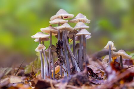 Fresh tasty mushrooms from the green forestの写真素材