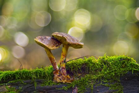 Fresh tasty mushrooms from the green forestの写真素材