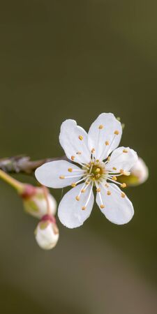 Fresh fruit blossom bud in the spring season