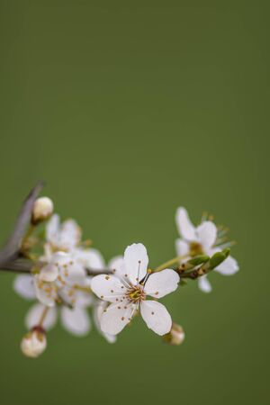 Fresh fruit blossom bud in the spring seasonの写真素材