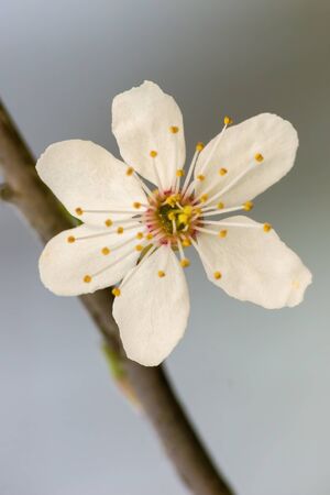 Fresh fruit blossom bud in the spring seasonの写真素材