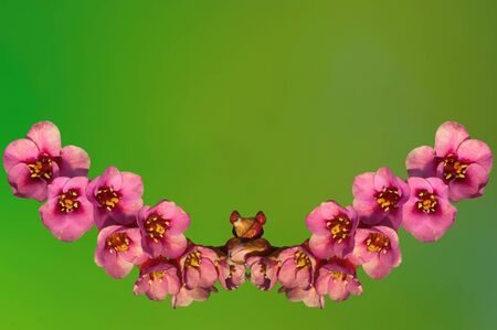 Early flowering bud of a bergenia in the spring seasonの写真素材