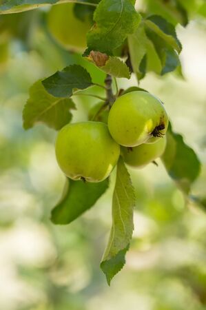 Fresh organic apples from the season garden