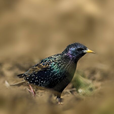 Starling on a field in spring seasonの写真素材