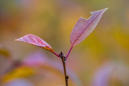 golden colored autumn leaves in natureの写真素材