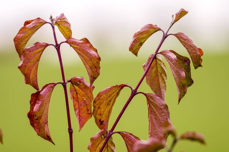 golden colored autumn leaves in natureの写真素材