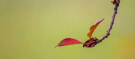 golden colored autumn leaves in natureの写真素材
