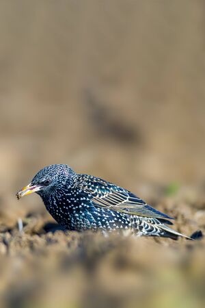 Starling on a field in spring seasonの写真素材