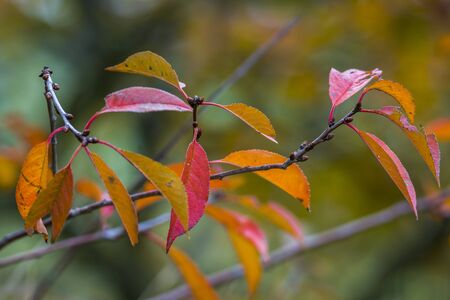 golden colored autumn leaves in natureの写真素材