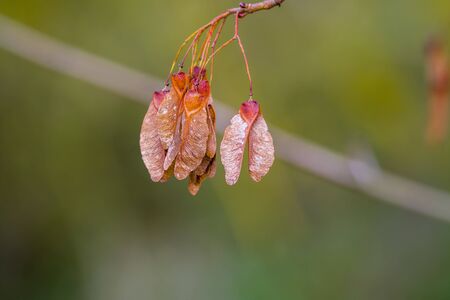 golden colored autumn leaves in natureの写真素材
