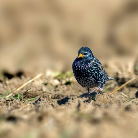 Starling on a field in spring season