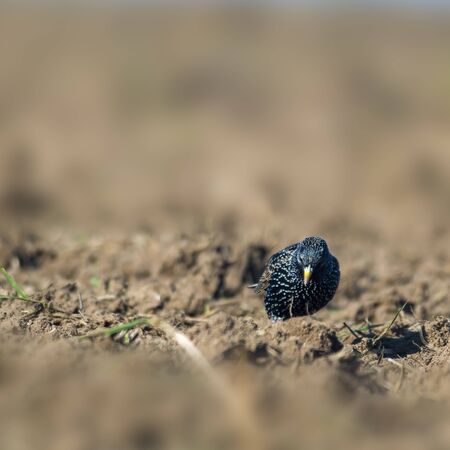 Starling on a field in spring seasonの写真素材