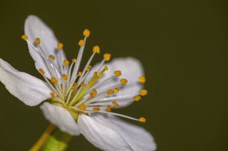 Fresh fruit blossom bud in the spring seasonの写真素材