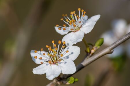 Fresh fruit blossom bud in the spring seasonの写真素材