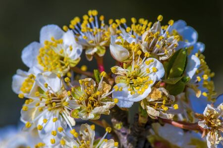Fresh fruit blossom bud in the spring seasonの写真素材