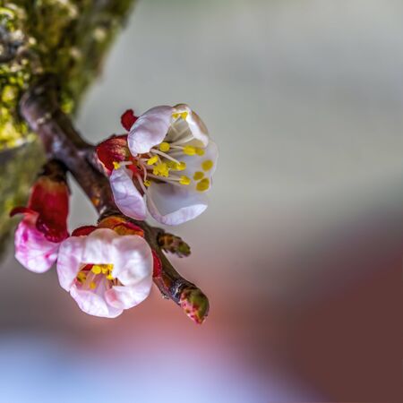 Fresh fruit blossom bud in the spring seasonの写真素材