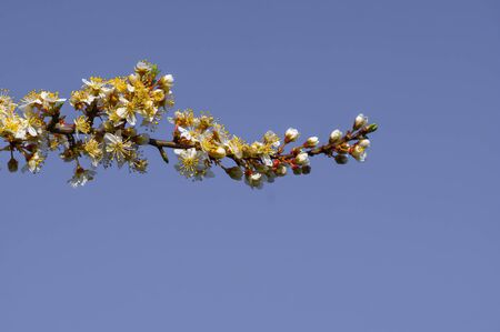 Fresh fruit blossom bud in the spring seasonの写真素材
