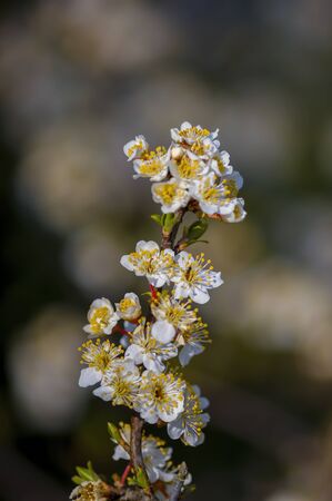 Fresh fruit blossom bud in the spring seasonの写真素材