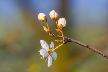 Fresh fruit blossom bud in the spring seasonの写真素材