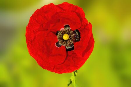 red poppy flower on green backgroundの写真素材