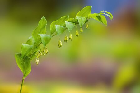 beautiful bloom of a seasonal plantの写真素材