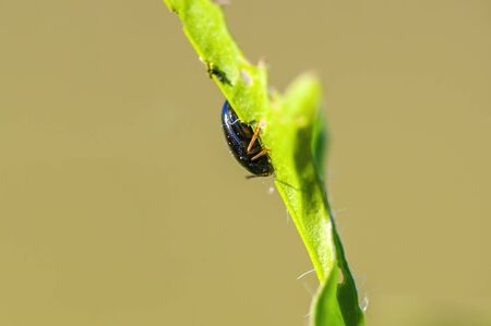little beetle on a plantの写真素材