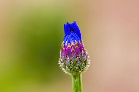 beautiful bloom of a seasonal plantの写真素材