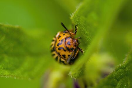 little beetle on a plant