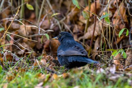Blackbird is looking for food in autumn leaves